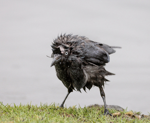 FUNNY images show a fluffy jackdaw drying itself off after enjoying a bath at a London park.