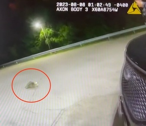 VIDEO Raccoon with jar on its head saved by police VIDEO Raccoon with jar on its head saved by police