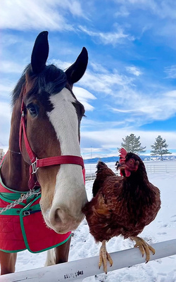 Chicken best friends with horse dog cat and even a racoon