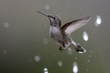 STUNNING HUMMINGBIRD PIERCES WATER DROPLET WITH ITS BEAK