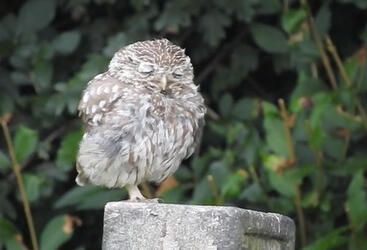 TINY YAWNING OWL