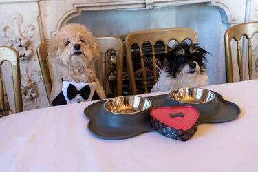 VIDEO Dogs tie the knot in plush wedding ceremony