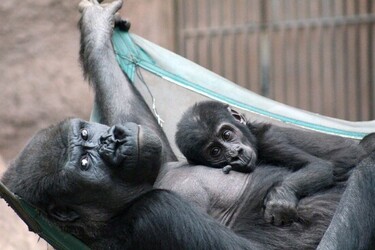 CHEEKY MONKEY