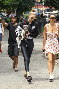 Gigi Hadid shows off her adorable French Bulldog and heads to the park