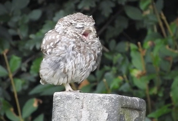TINY YAWNING OWL
