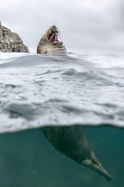 SEAL LARIOUS CAPTURE Grey Seal Caught Yawning Up A Storm SEAL LARIOUS CAPTURE Grey Seal Caught Yawning Up A Storm