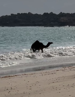 VIDEO Adorable camel rolls around in waves during much needed cool down VIDEO Adorable camel rolls around in waves during much needed cool down