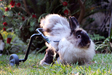 Wheelchair bunny Eddie