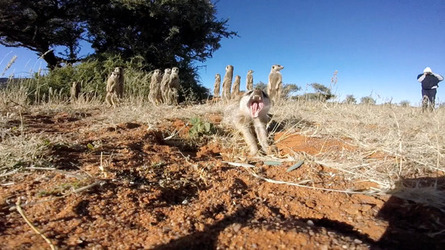 MEERKATS ATTACK GO PRO