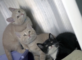 INCREDIBLE MOMENT THREE ADORABLE KITTENS ARE RESCUED FROM COLD DARK DRAINPIPE INCREDIBLE MOMENT THREE ADORABLE KITTENS ARE RESCUED FROM COLD DARK DRAINPIPE
