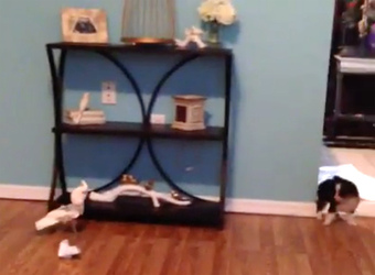 COCKATOO CHASES ADORABLE PUPPY AROUND HOUSE COCKATOO CHASES ADORABLE PUPPY AROUND HOUSE