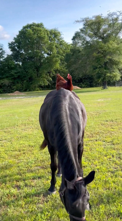 Chicken best friends with horse dog cat and even a racoon