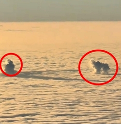 VIDEO Plane passenger spots DOG playing with ball in the clouds
