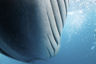 Whale Almost Swallows Diver Whale Almost Swallows Diver