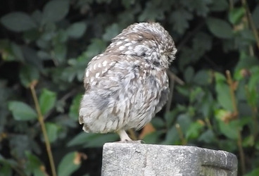 TINY YAWNING OWL