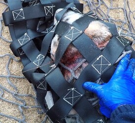 Seal with rope wrapped so tightly around her neck skin had grown over it is finally set free Seal with rope wrapped so tightly around her neck skin had grown over it is finally set free