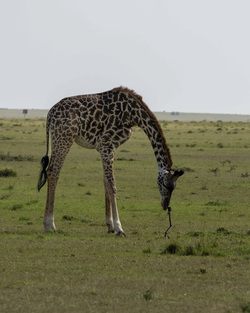 GIRAFFES CHECK OUT 360 VIDEO CAMERA