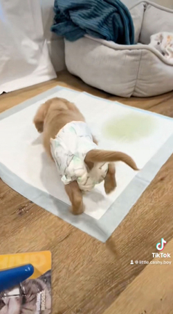 Diaper Wearing Dog