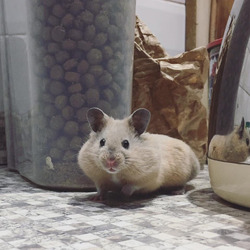 HOUDINI HAMSTER FAMILY PUT DOWN CRASH MAT FOR ESCAPOLOGIST PET WHO REPEATEDLY PLUNGES FROM CEILING