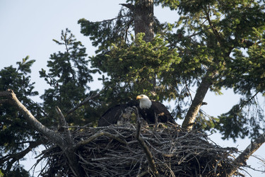 Eagle Family Adopt Hawk Chick