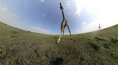 GIRAFFES CHECK OUT 360 VIDEO CAMERA
