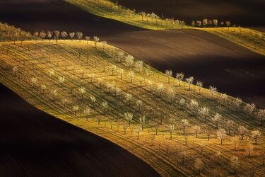 THE WINNERS of the Tokyo International Foto Awards 2022 have been announced and the images are incredible.