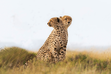 Two headed cheetah