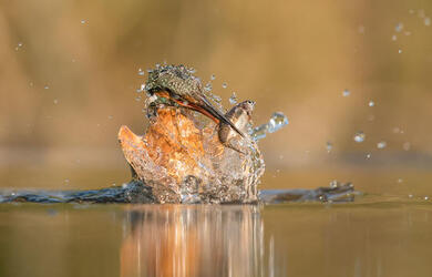 MPM_FLAWLESS_KINGFISHER_DIVE_04