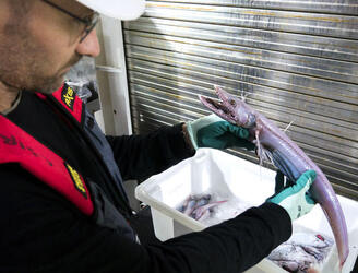 BOFFINS DISCOVER NIGHTMARISH LIZARD FISH HYBRID WITH HUNDREDS OF TEETH DURING DEEP SEA EXPEDITION