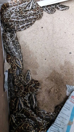 PYTHONS GIVE BIRTH 56 SNAKELINGS