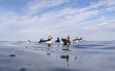 Spot the Fake Puffin Buddy