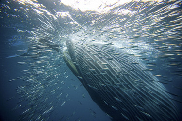 Whale Almost Swallows Diver Whale Almost Swallows Diver