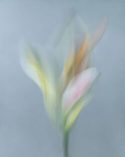 THE WINNERS of the Tokyo International Foto Awards 2022 have been announced and the images are incredible.