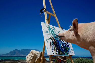 Pigcasso The Painting Pig