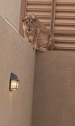 Moment Lion Shows Up At Saudi Home As Meat Is Prepared
 video available 