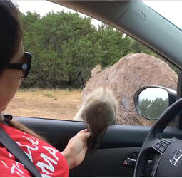Impatient Ostrich Attack