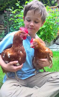 HEN LOVING BOY