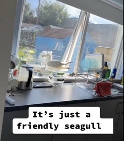 VIDEO Sous gull chef Mother left fuming after unwanted flying rat causes havoc in her KITCHEN