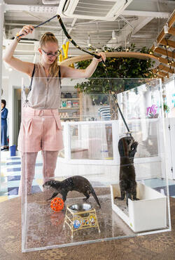 WORLDS FIRST CHINCHILLA CAFE