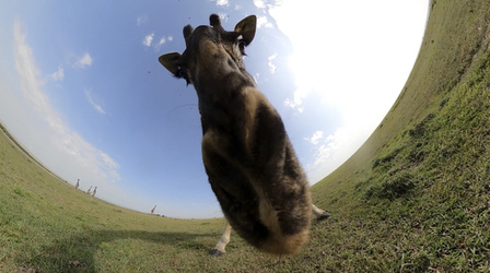 GIRAFFES CHECK OUT 360 VIDEO CAMERA