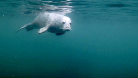 SEAL LARIOUS CAPTURE Grey Seal Caught Yawning Up A Storm SEAL LARIOUS CAPTURE Grey Seal Caught Yawning Up A Storm