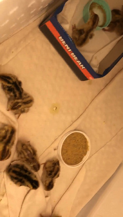 Box Of Quail Eggs Suddenly Hatch Into Chicks Overnight