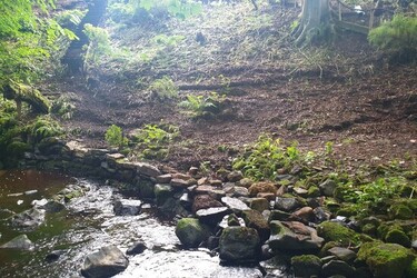 LUCKY DAD CAN ESCAPE INTO A FOREST IN HIS BACK GARDEN