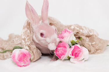 BALD BUNNY THAT WAS DESTINED FOR DEATH SHOOTS TO SOCIAL MEDIA STARDOM AFTER GETTING A SECOND LEASE ON LIFE
