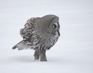 Owl be damned Diva bird wearing skinny jeans and boots captured WALKING on snow Owl be damned Diva bird wearing skinny jeans and boots captured WALKING on snow