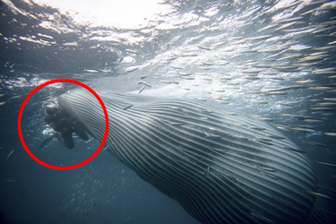 Whale Almost Swallows Diver Whale Almost Swallows Diver