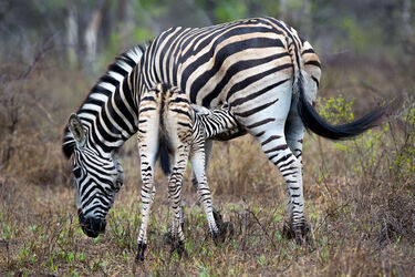 Jumping for Joy Zebra