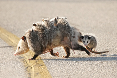OPOSSUM BLY THE CUTEST ADORABLE FAMILY OF OPOSSUMS SPOTTED AS BABIES CLING ON TO MUM ON THE MOVE