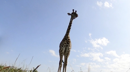 GIRAFFES CHECK OUT 360 VIDEO CAMERA