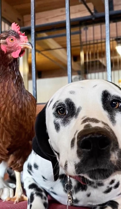 Chicken best friends with horse dog cat and even a racoon
